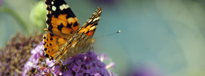 butterfly resting on an allium flower