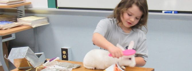 youth demonstrating how to care for a rabbit
