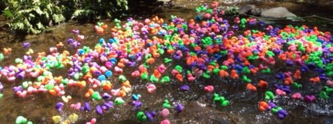 hundreds of colored plastic ducks floating in the brook