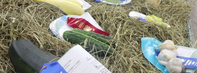 horticulture exhibits on a bed of hay at the county fair with a mix of blue and red ribbons