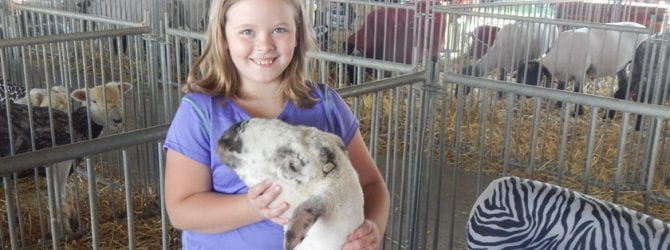 youth smiling and posing with their sheep inside a pen at the Delaware County fair. Sheep in pen are wearing zebra striped and pink camo coats to stay clean.