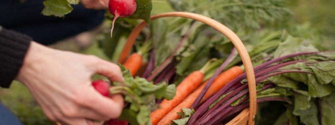 hand reaching into a basket of radishes, carrots, and other vegetables