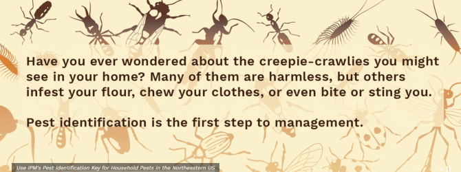 Haveyou ever wondered about the creepie-crawlies you might see in your home? Many of them are harmless, but others infest your flour, chew your clothes, or even bite and sting you. Pest identification is the first step to management.