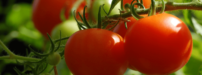 Red tomatoes growing on vine
