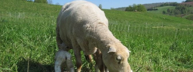 sheep with two lambs on pasture