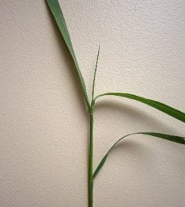 Grass at the 3- leaf stage.