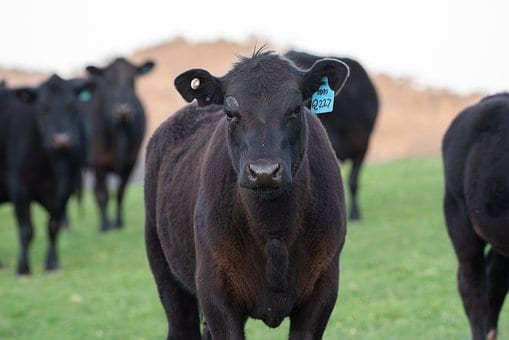 close up of a beef cow in a herd on pasture