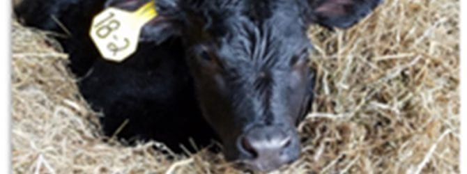 calf in a bed of straw