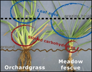 orchardgrass and meadow fescue samples labeled with stored carbohydrates