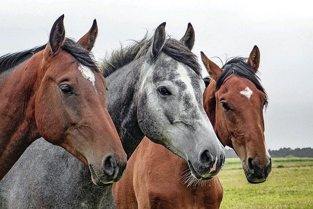 close-up of three horses standing in a field
