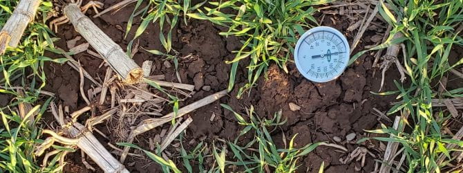 Soil Thermometer in a corn field