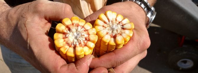 Corn Cob for Evaluation