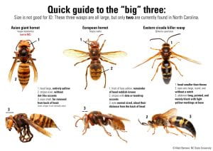 image of wasps